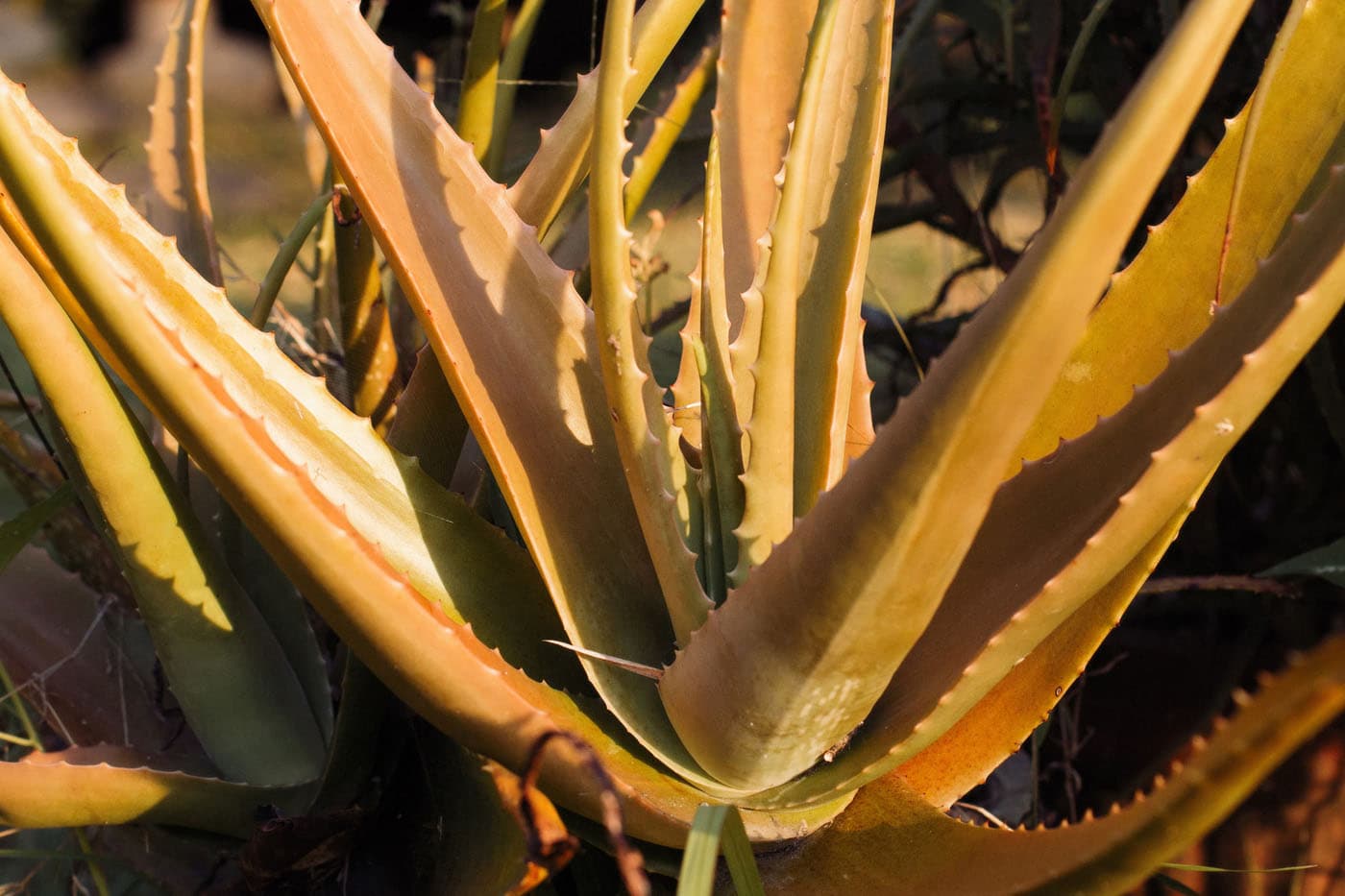 Aloe vera in the garden at Bonzu